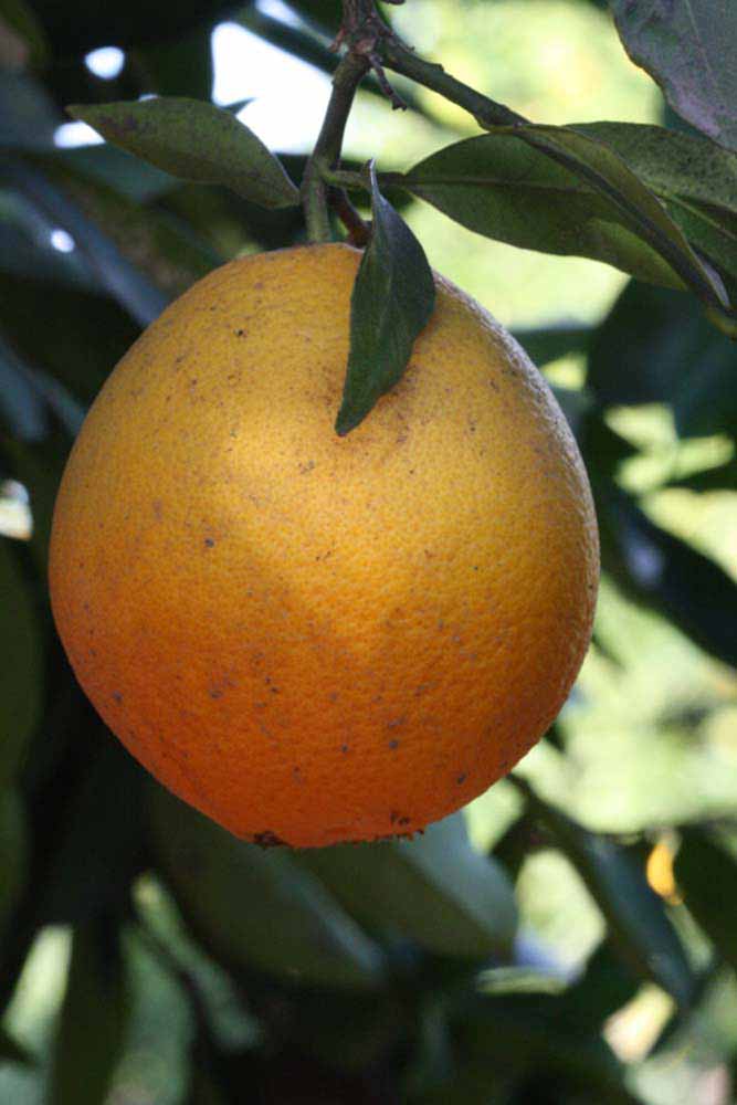              Fruit (Riverside, CA)       